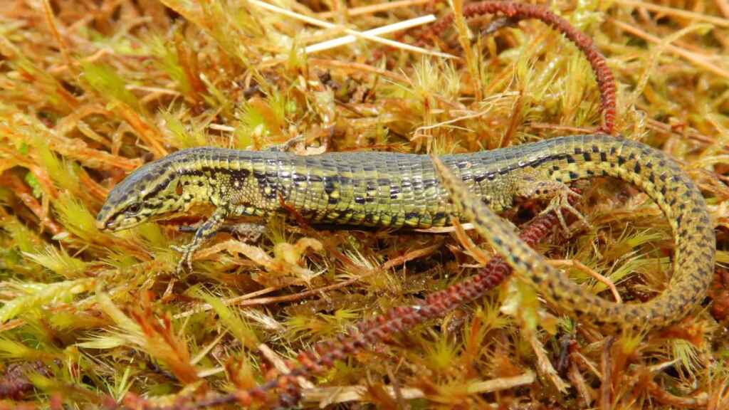 Nueva especie de lagarto descubierta en el Parque Nacional Otishi de Perú