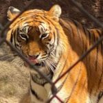 Tigres mexicanos enviados a la India para evitar extinción