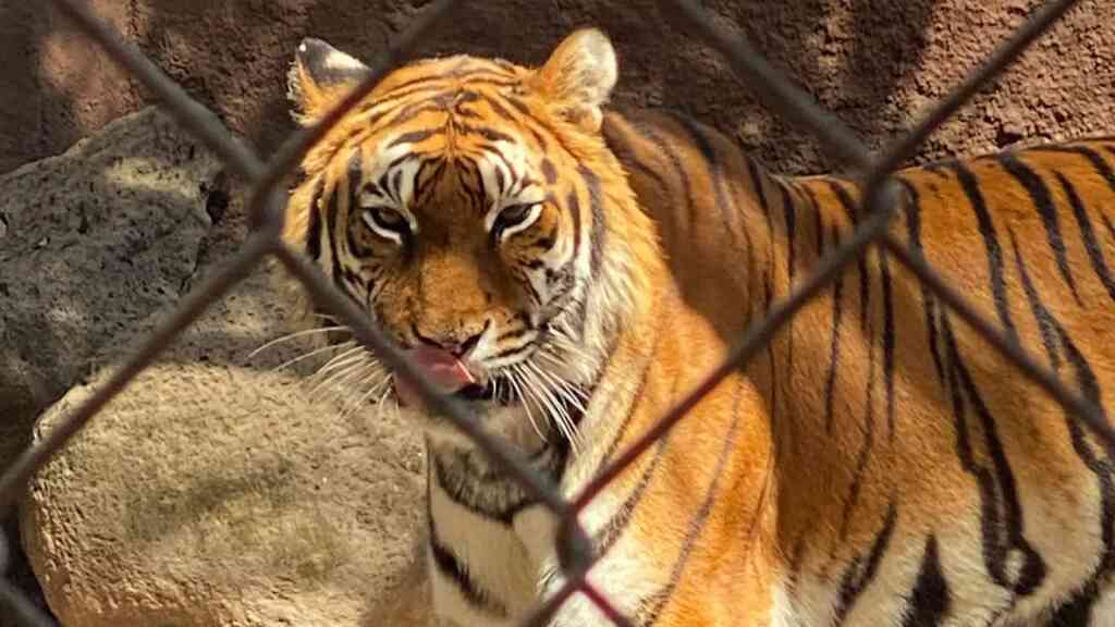 Tigres mexicanos enviados a la India para evitar extinción