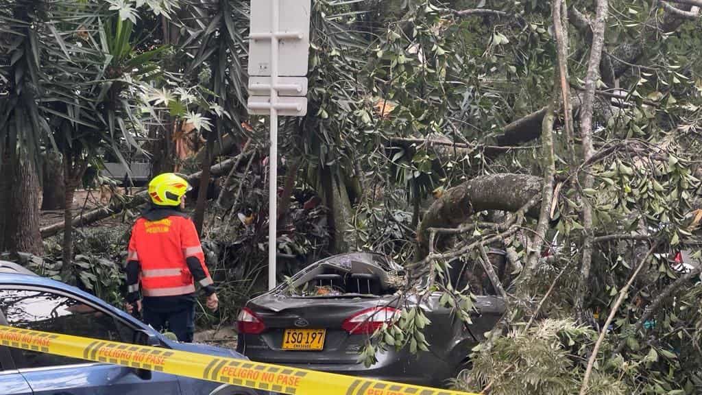 Varios lesionados tras caída de un árbol en el primer parque de Laureles