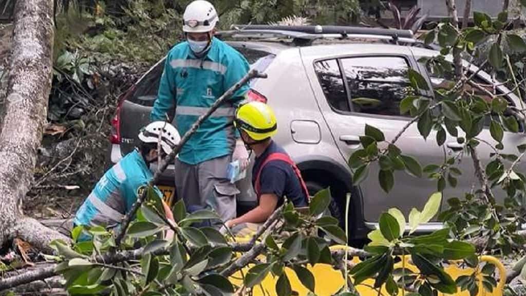 Varios lesionados tras caída de un árbol en el primer parque de Laureles - Medellín 