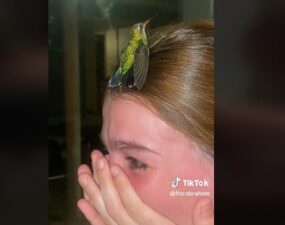 Joven llora porque tras la muerte de su perrita la visitó un colibrí