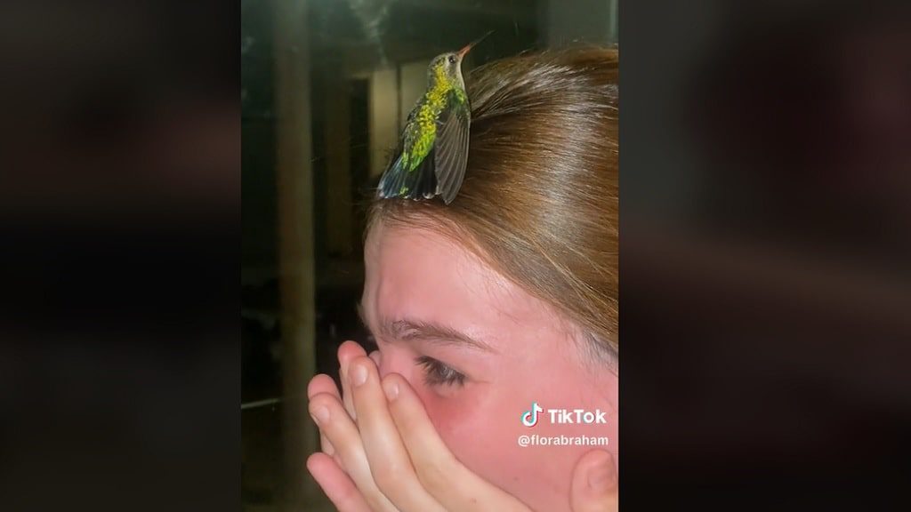 Joven llora porque tras la muerte de su perrita la visitó un colibrí