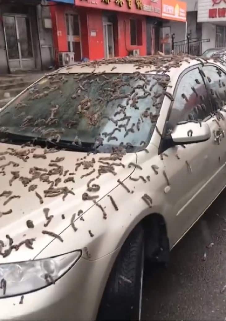 video viral de gusanos que llovieron en China