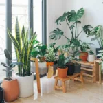 5 consejos prácticos para decorar con plantas y crear ambientes naturales y frescos