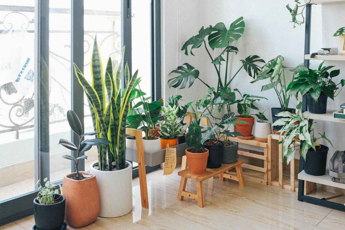 5 consejos prácticos para decorar con plantas y crear ambientes naturales y frescos