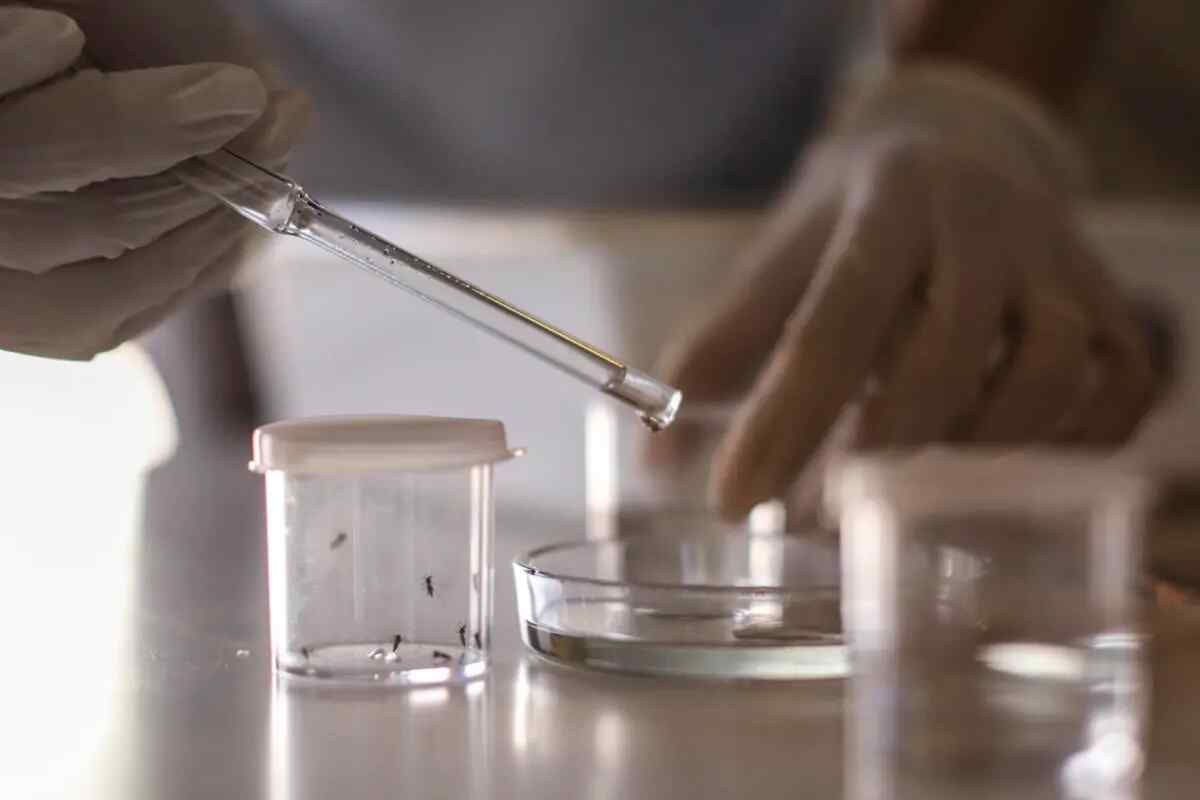 Argentina aprueba el uso de vacuna japonesa para el dengue