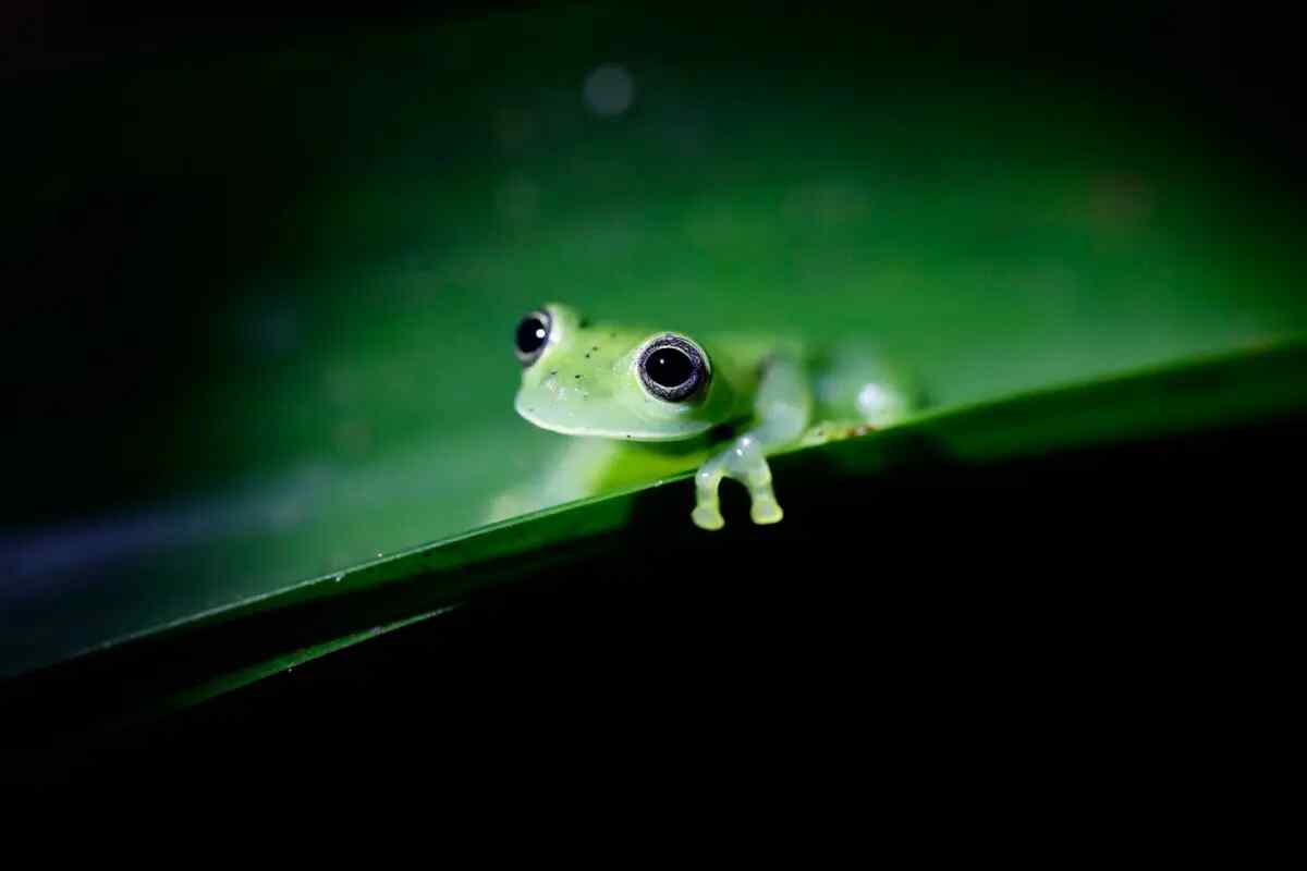 Chucantí, una reserva en el Darién de Panamá con una biodiversidad abrumadora