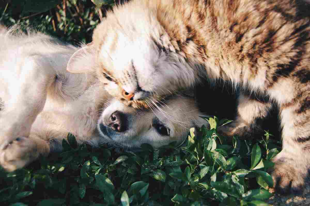 Cinco consejos para mantener a tu mascota saludable y feliz