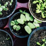 Cómo crear un huerto en casa paso a paso: guía para cultivar tus propias verduras