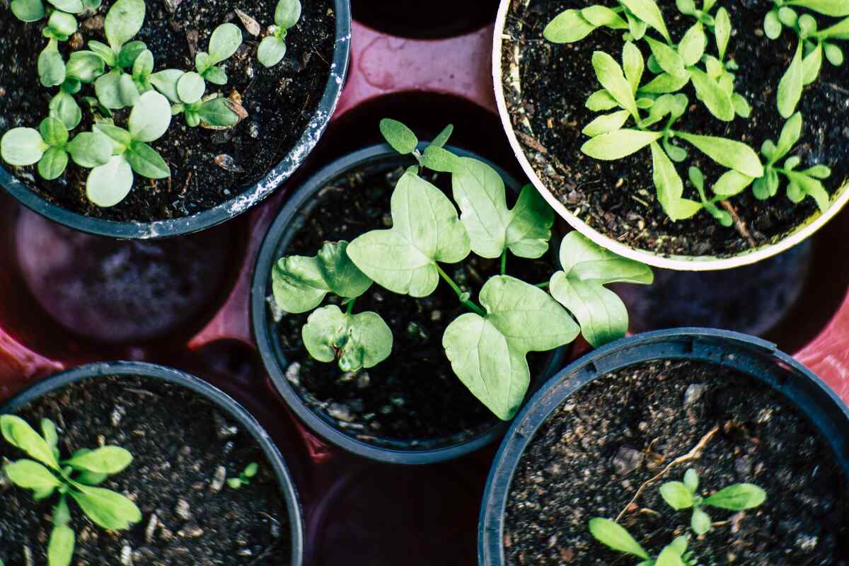 Cómo crear un huerto en casa paso a paso: guía para cultivar tus propias verduras