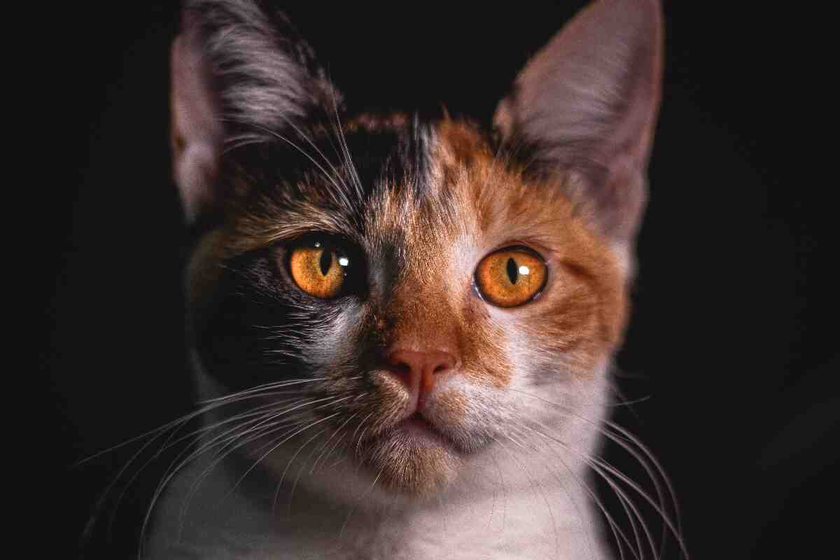 Cómo los gatos desafían la física y otras curiosidades científicas