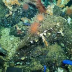 Descubren un inmenso, antiguo y prístino arrecife de coral en las Islas Galápagos