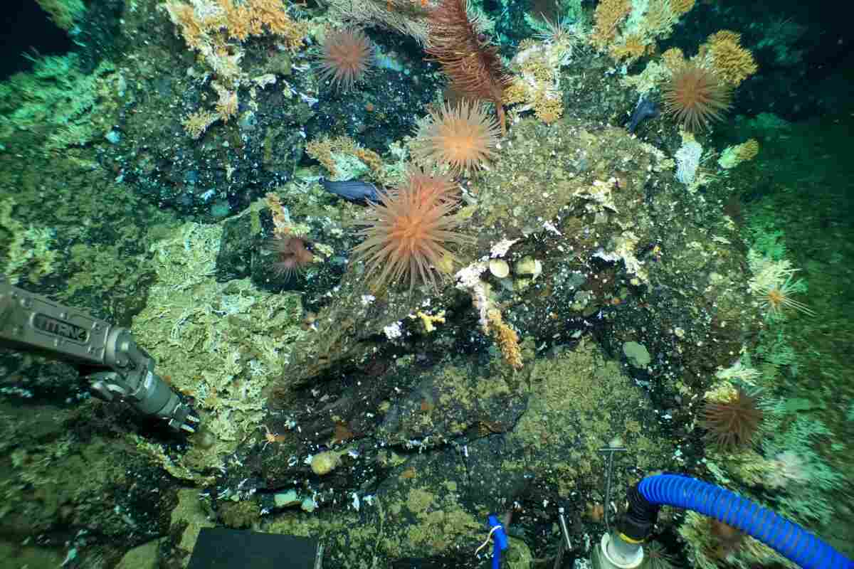 Descubren un inmenso, antiguo y prístino arrecife de coral en las Islas Galápagos