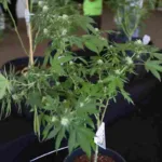 El Supremo de Canadá prohíbe el cultivo doméstico de cánnabis en Quebec
