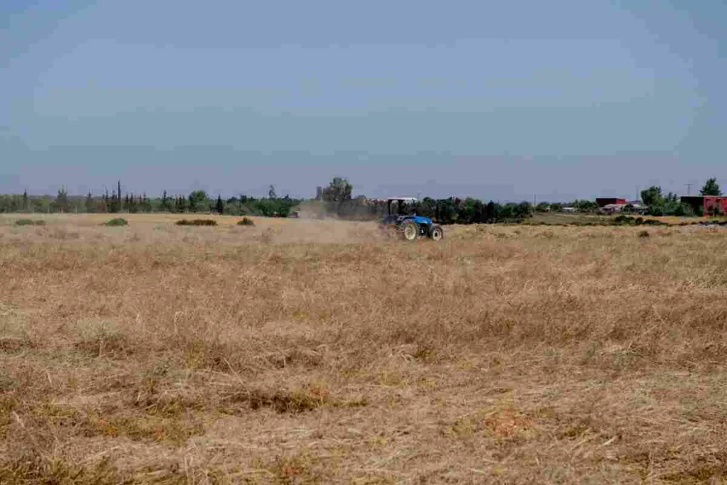 El calor y la falta de lluvias comprometen la campaña agrícola en Marruecos