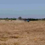 El calor y la falta de lluvias comprometen la campaña agrícola en Marruecos