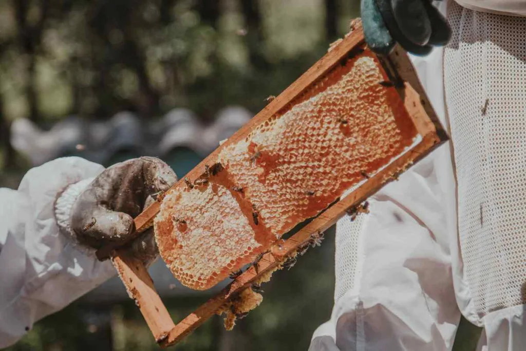 El horror de las abejas: una mujer de 72 años muere por el veneno de cientos de picaduras en El Santuario