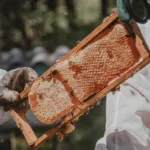 El horror de las abejas: una mujer de 72 años muere por el veneno de cientos de picaduras en El Santuario