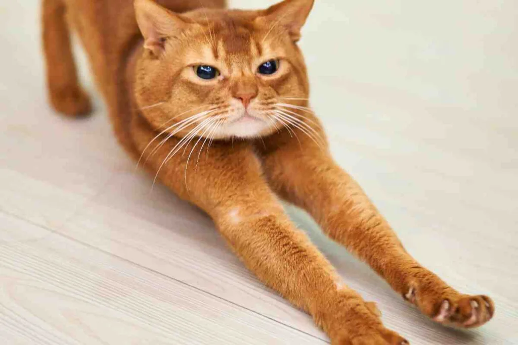 Cómo entrenar a tu gato para usar el rascador y evitar que tus muebles sean destrozados
