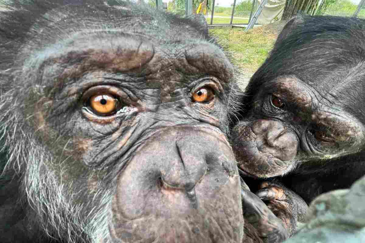 El ser humano debe entender que un chimpancé debe vivir con los suyos