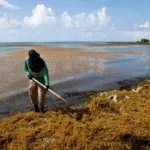 Expertos tratan en Santo Domingo el problema del sargazo y buscan soluciones