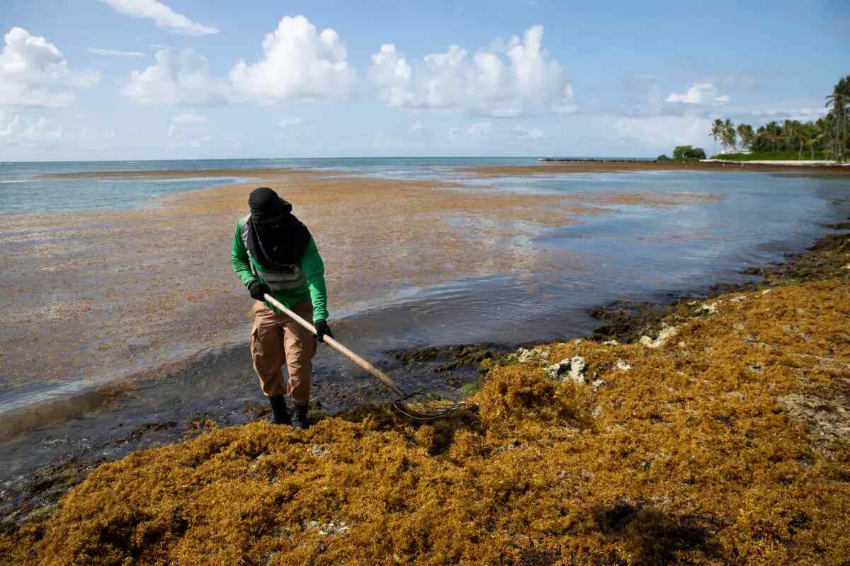 Expertos tratan en Santo Domingo el problema del sargazo y buscan soluciones