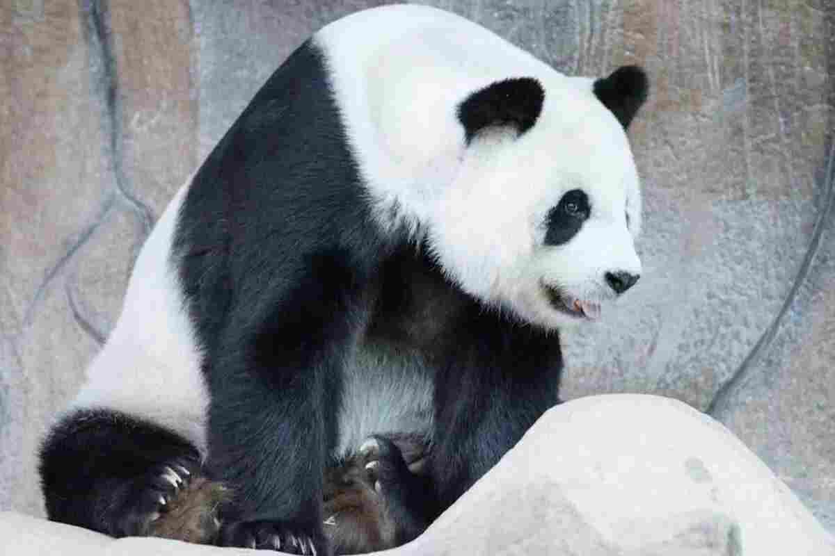 Fallece Lin Hui, el último panda cedido por China que quedaba en Tailandia