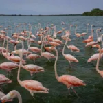 La caza e ingesta de flamencos en Venezuela, una tradición cuestionada
