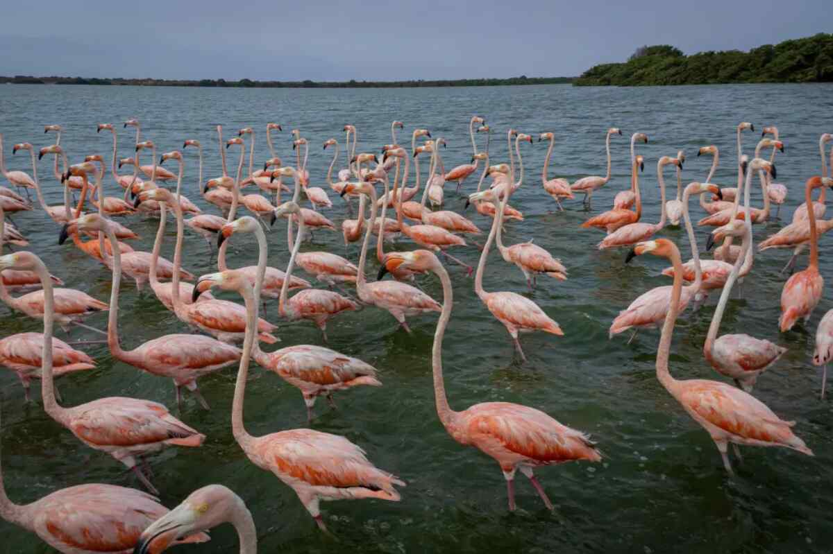 La caza e ingesta de flamencos en Venezuela, una tradición cuestionada