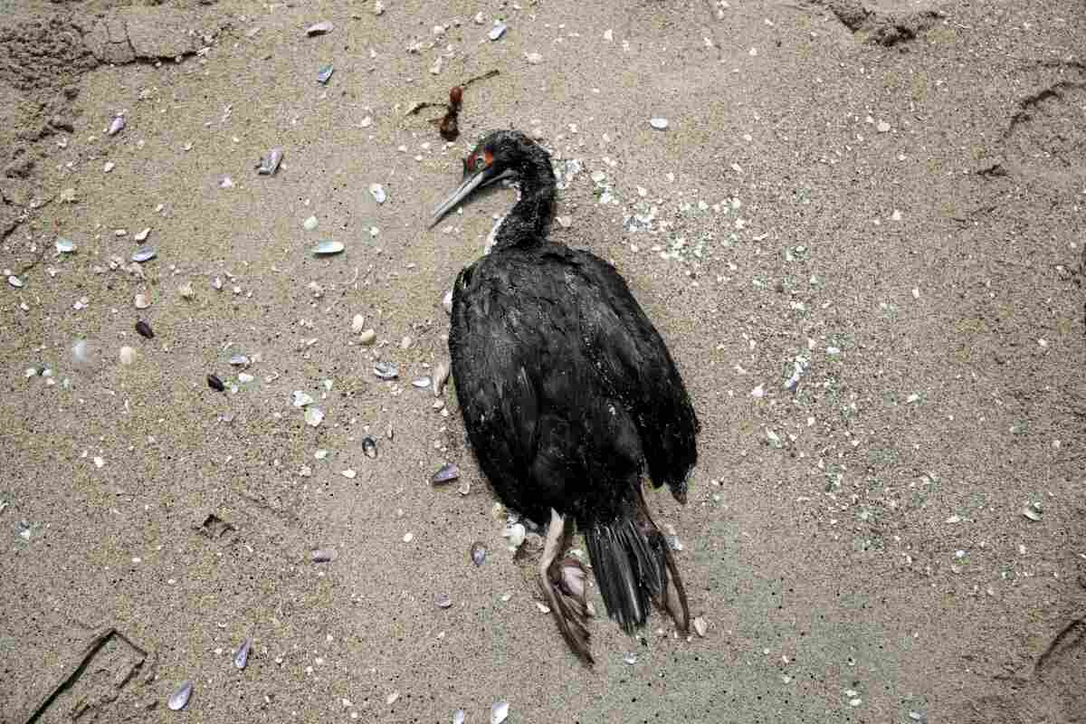 La estampa de muerte que deja la gripe aviar en bellas playas del Pacífico