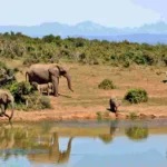 La importancia de preservar la biodiversidad en nuestro planeta