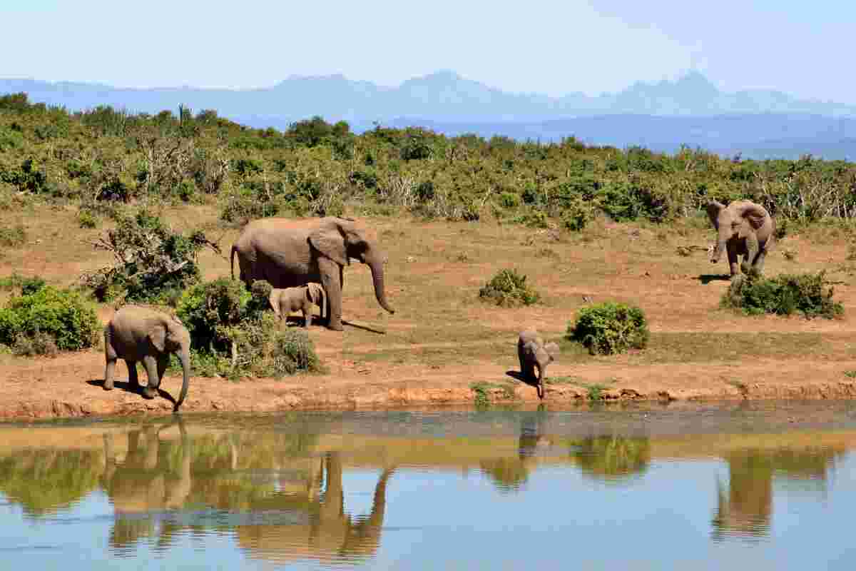 La importancia de preservar la biodiversidad en nuestro planeta