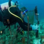 La inteligencia artificial se pone a escuchar los hábitos de la vida marina