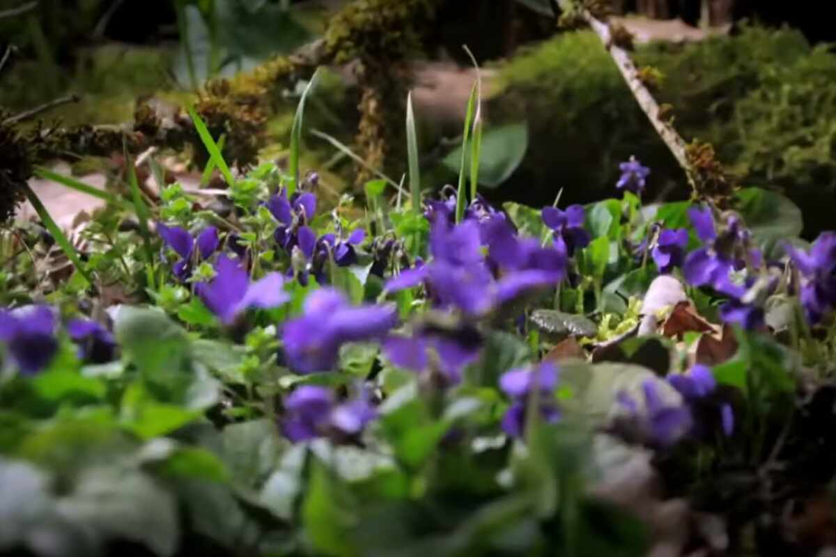 Investigación pone en duda la creencia de que las plantas son silenciosas