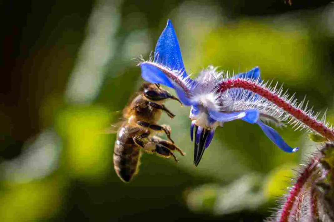 Los insectos polinizadores aparecieron hace al menos 163 millones de años