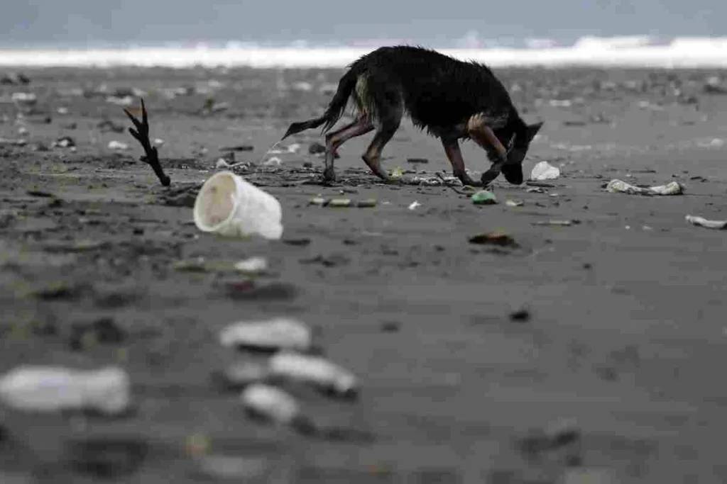 Plan busca bajar las 52 toneladas de residuos plásticos que genera Costa Rica