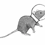 Ratones en la Estación Espacial, pero para estudiar la microgravedad