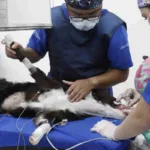 Realizan por primera vez en Colombia una valvuloplastia pulmonar en un perro