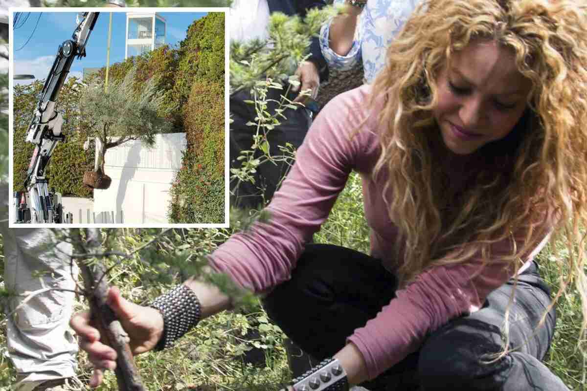 Shakira traslada árbol de su hogar en Barcelona a Miami