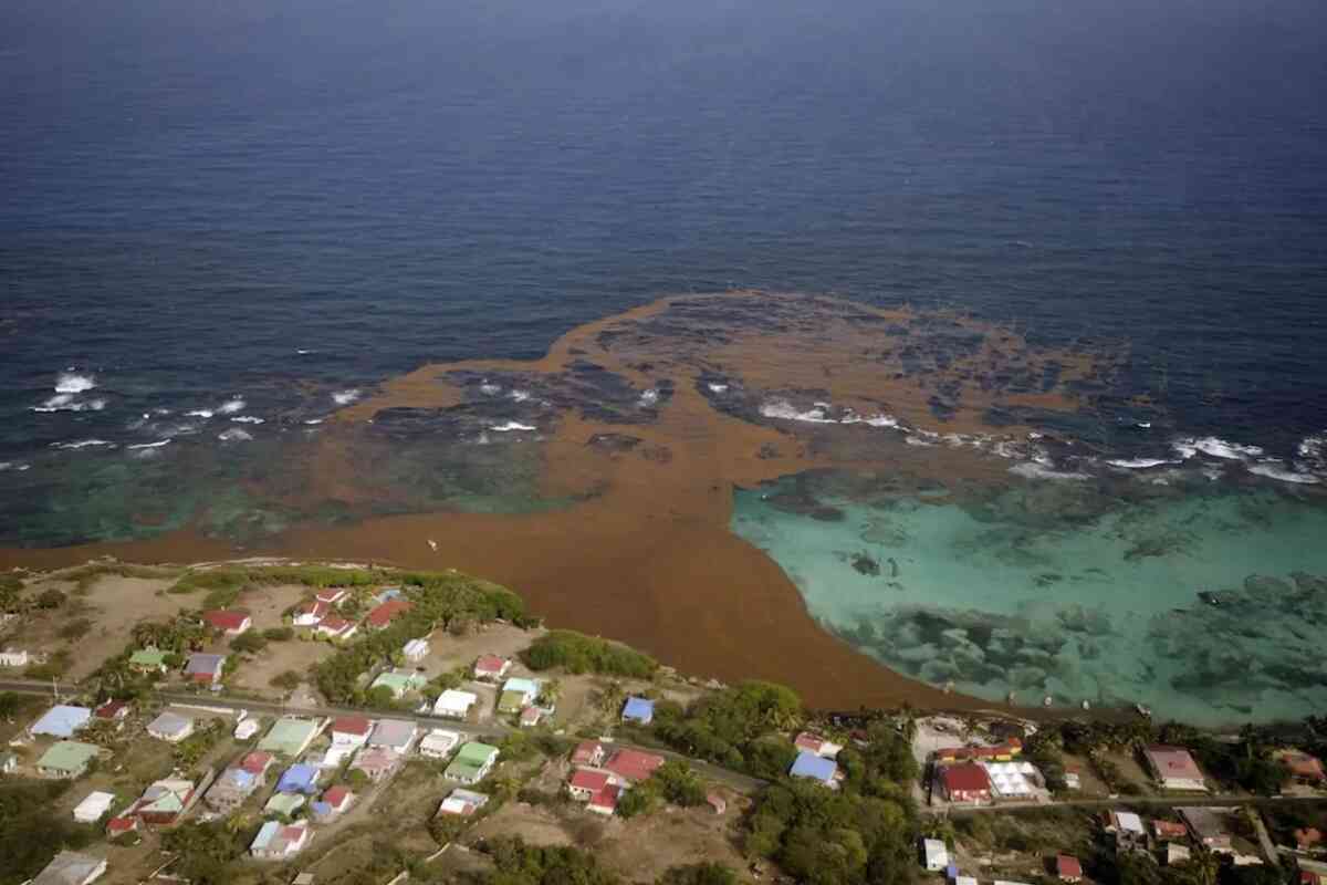 Un «megacinturón» de sargazo en el Atlántico llega a 13 millones de toneladas