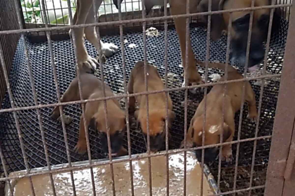 Criadores en Corea del Sur protestan contra posible prohibición de la carne de perro