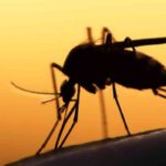 Malaria y dengue: las enfermedades que azotan a Montería