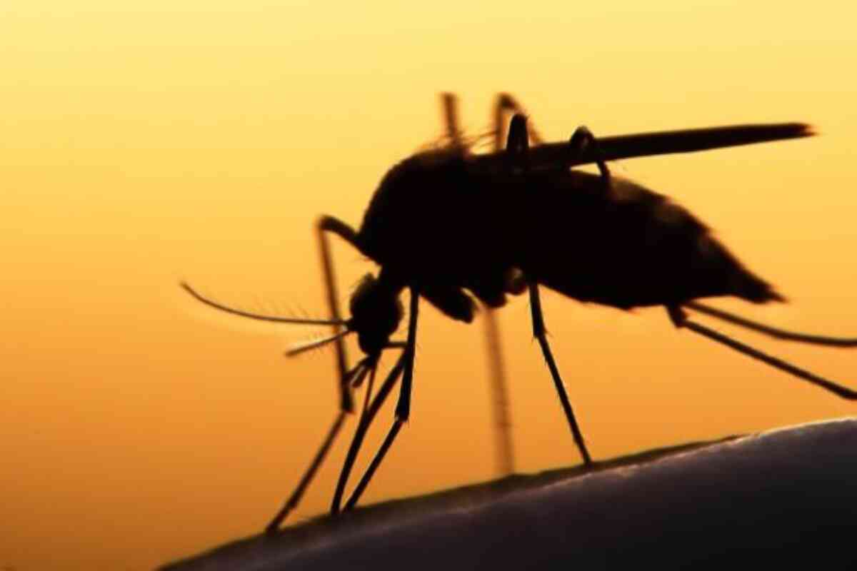 Todo lo que necesitas saber sobre el dengue antes de viajar a zonas tropicales