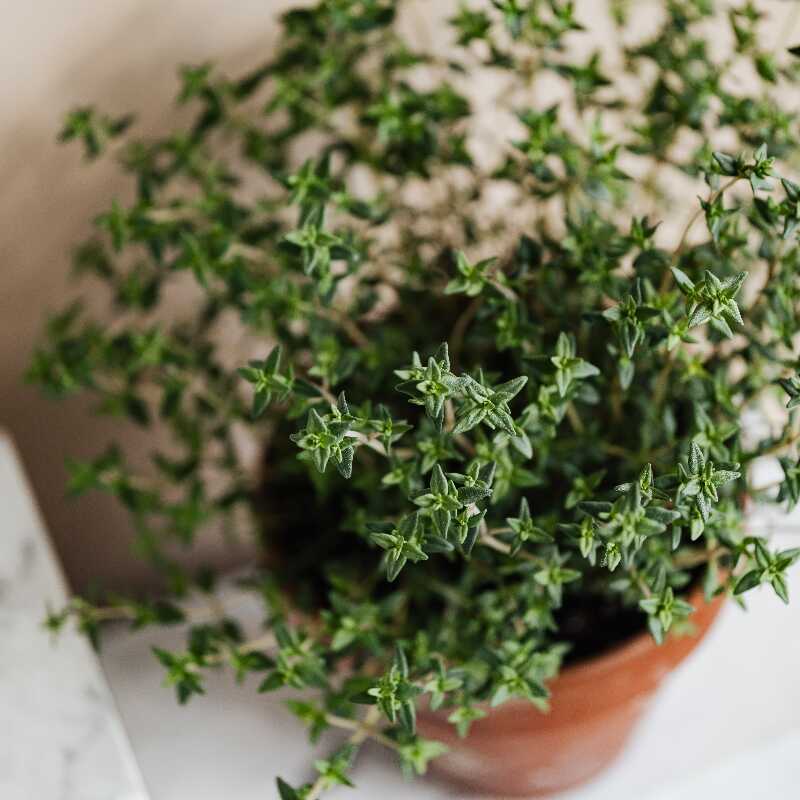 5 consejos prácticos para decorar con plantas y crear ambientes naturales y frescos