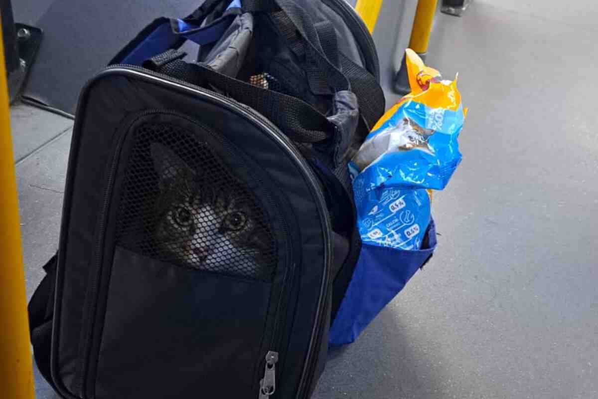 ¡Qué ternura! Este gato fue abandonado en un bus de TransMilenio y ahora tiene una familia que lo ama