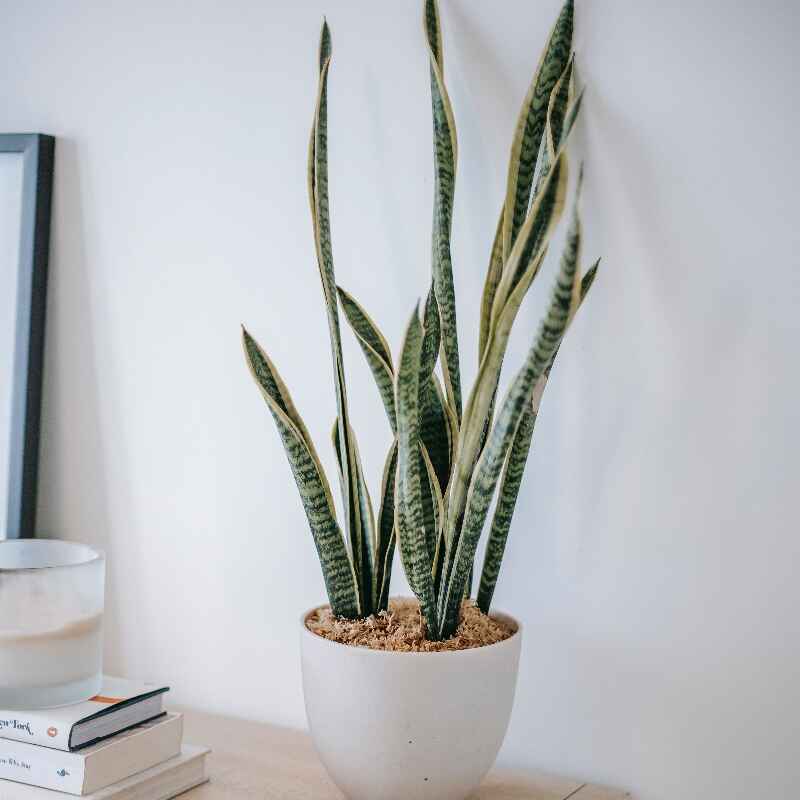 5 consejos prácticos para decorar con plantas y crear ambientes naturales y frescos