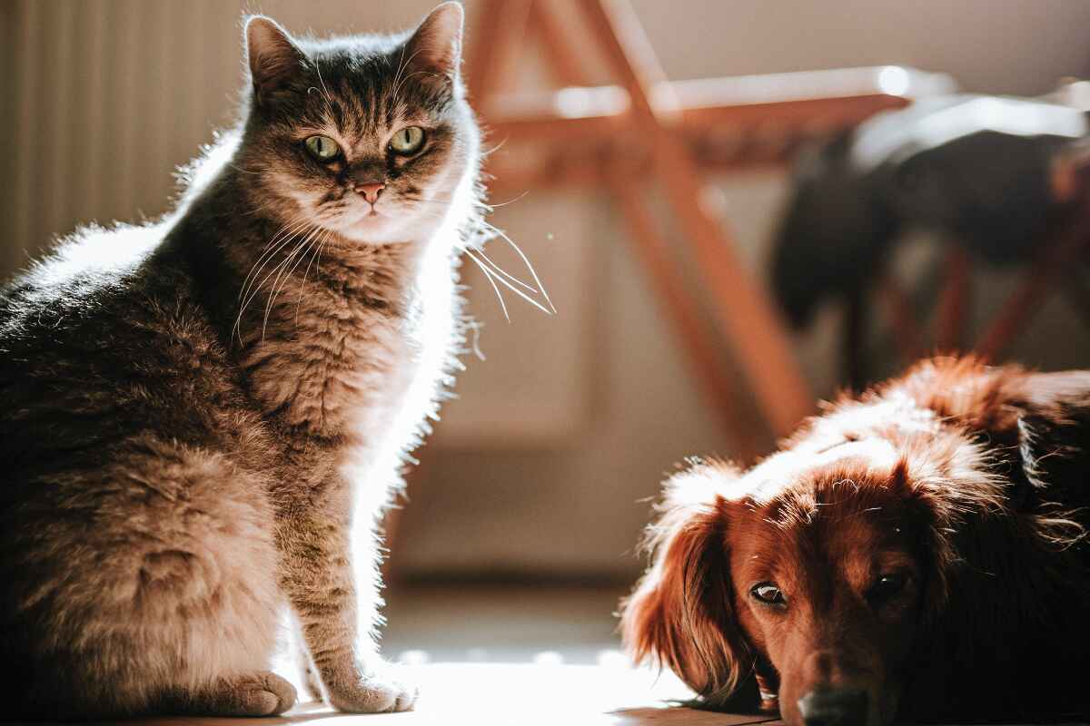 Alimentos no aptos para mascotas: qué son y por qué son dañinos