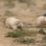 ¿Quiénes son las víctimas? El enigma tras el hallazgo de cinco cabezas humanas en Pelechua