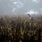 Advertencia Climática - Los 1,5 Grados a Punto de Ser Superados, Según la OMM
